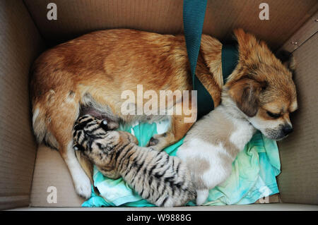 Un animal femelle allaite un chien Siberian Tiger Cub au zoo de Qingdao, Chine de l'est province de Shandon, 19 septembre 2011. Trois tigres de Sibérie nous Banque D'Images