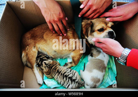 Un animal femelle allaite un chien Siberian Tiger Cub au zoo de Qingdao, Chine de l'est province de Shandon, 19 septembre 2011. Trois tigres de Sibérie nous Banque D'Images