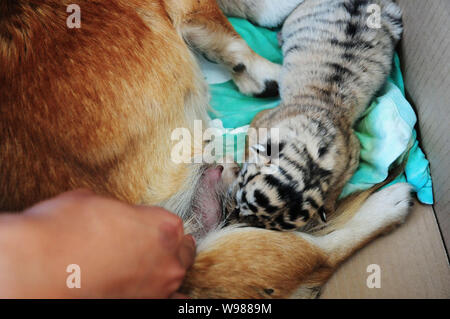 Un animal femelle allaite un chien Siberian Tiger Cub au zoo de Qingdao, Chine de l'est province de Shandon, 19 septembre 2011. Trois tigres de Sibérie nous Banque D'Images
