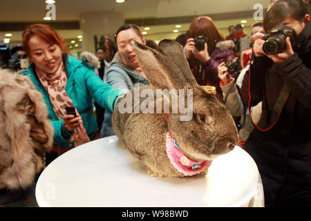 Les résidents locaux chinois regarder le lapin géant allemand Herman affichée de célébrer le prochain Festival Speing, aussi connu comme l'année de l'e Banque D'Images