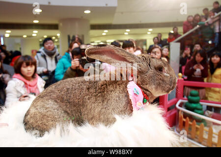 Les résidents locaux chinois regarder le lapin géant allemand Herman affichée de célébrer le prochain Festival Speing, aussi connu comme l'année de l'e Banque D'Images