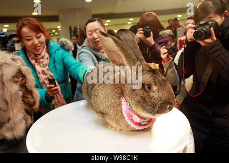 Les résidents locaux chinois regarder le lapin géant allemand Herman affichée de célébrer le prochain Festival Speing, aussi connu comme l'année de l'e Banque D'Images