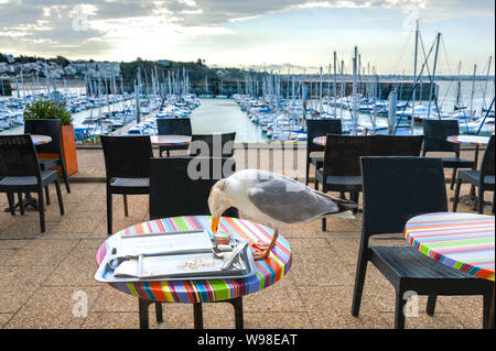 Une mouette sur une table de restaurant pour manger charlottes à gauche sur un bac. Belle vue sur la mer donnant sur un port de plaisance depuis le restaurant. Banque D'Images