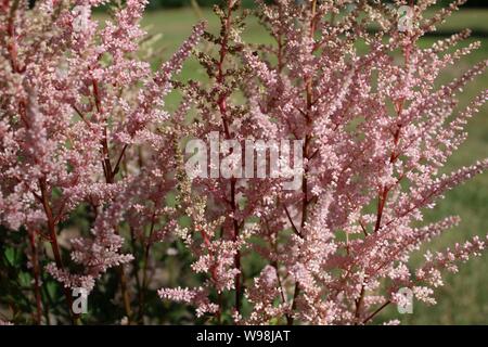 Astilbe rose en fleur Banque D'Images