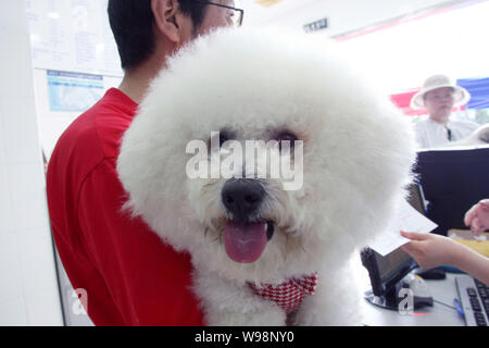 Le propriétaire d'un chien prend son chien pour la vaccination à un hôpital vétérinaire à Shanghai, Chine, 15 mai 2011. Chine Le dimanche a imposé une nouvelle loi, qui interdisent Banque D'Images