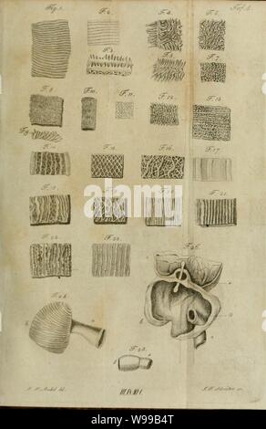 Deutsches Archiv für die Physiologie Banque D'Images