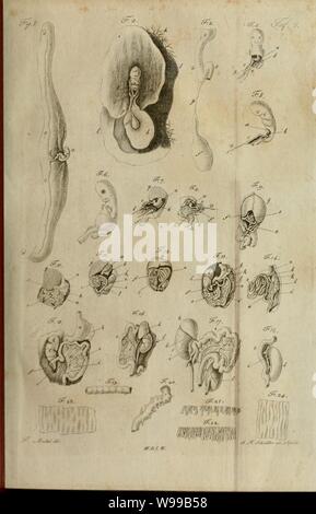 Deutsches Archiv für die Physiologie Banque D'Images
