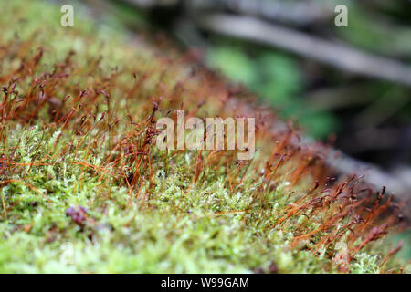 Forêt magique, moss avec spore rouge gélules close up. Macro shot colorés des contes de la nature, rêve de fond Banque D'Images