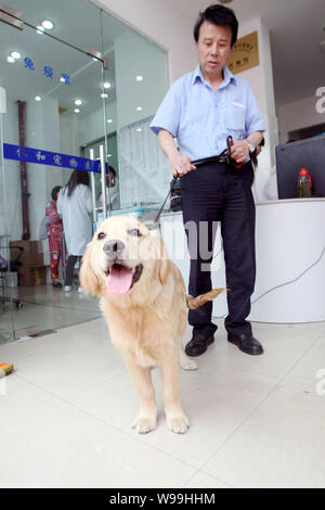 Le propriétaire d'un chien prend son chien pour la vaccination à un hôpital vétérinaire à Shanghai, Chine, 15 mai 2011. Chine Le dimanche a imposé une nouvelle loi, qui interdisent Banque D'Images