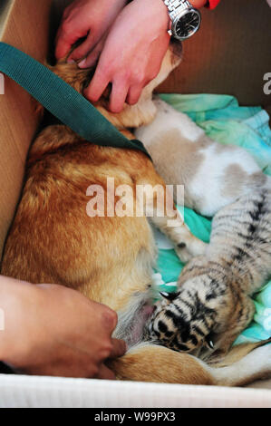 Un animal femelle allaite un chien Siberian Tiger Cub au zoo de Qingdao, Chine de l'est province de Shandon, 19 septembre 2011. Trois tigres de Sibérie nous Banque D'Images