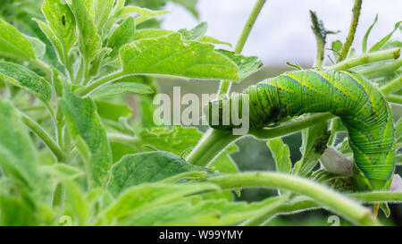 Caterpillar vert'Daphnis nerii' sur les feuilles de l'arbre de sésame. Banque D'Images