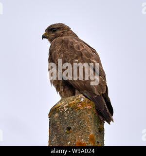 Buse variable Buteo buteo perché sur un Post O Seixo Mugardos Galice Espagne Banque D'Images