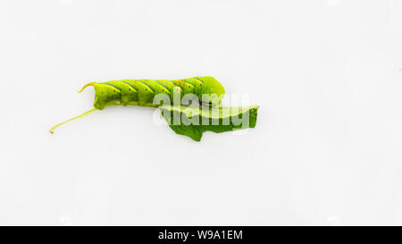 Caterpillar vert'Daphnis' nerii isolées sur fond blanc. Banque D'Images