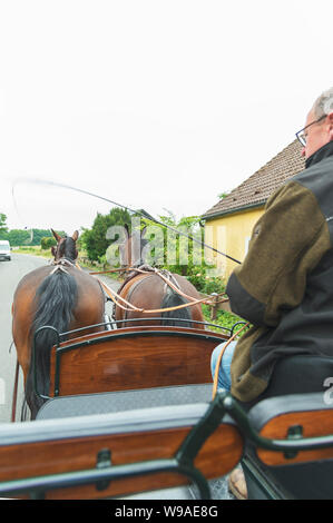 Deux chevaux lourds de Thuringe saxonne (sang chaud) tirer un chariot. Le cocher peut être vu de côté. Ils conduisent sur l'asphalte dans un petit village. Banque D'Images