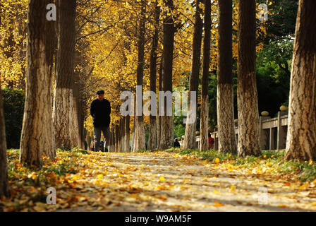 --FILE--Local des résidents chinois à pied sur un chemin recouvert de feuilles tombées au milieu des arbres avec des feuilles de ginkgo jaune en automne au parc à Hangzhou Zhejiang Garden Hotel c Banque D'Images