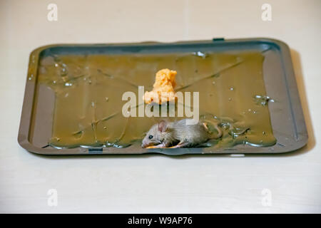 Le rat noir colle sur le plateau sur le sol. Banque D'Images