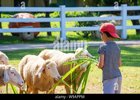 Les moutons blancs mangent de l'herbe dans les mains des garçons asiatiques. Banque D'Images