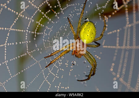 Green Spider de concombre sur spider web humides de rosée gouttes Banque D'Images