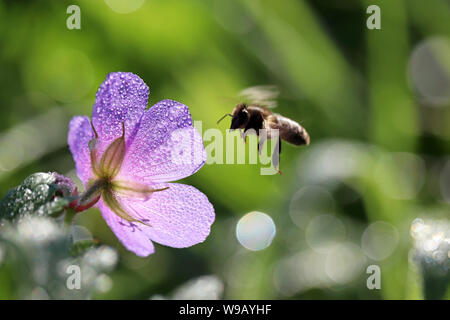 Vol de l'abeille à bleu fleur de géranium des prés, la pollinisation en saison estivale. Gouttes d'eau sur de belles pétales de soleil Banque D'Images