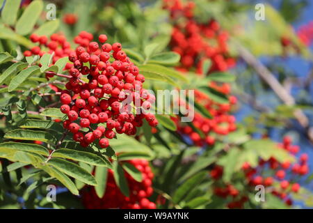 Rowan berries croissant sur une branche d'arbre. Les baies médicinales de cendres de montagne en été Banque D'Images
