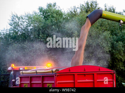Transférer le blé de la moissonneuse-batteuse, sur une remorque pour être transportés à la ferme pendant une journée de la récolte Banque D'Images