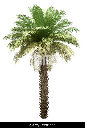 Date palm tree isolé sur fond blanc. 3d illustration Banque D'Images