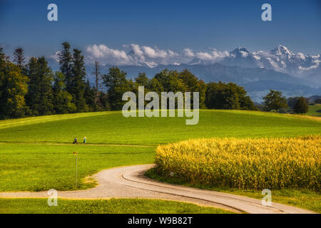 L'homme et la femme marche à travers un paysage avec de champs, balise, champ de maïs, forêt frontière et Alpes Bernoises (Eiger et le Mönch) Banque D'Images