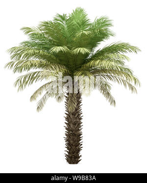 Date palm tree isolé sur fond blanc. 3d illustration Banque D'Images