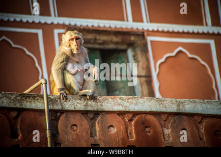 Monkey en destination de la ville rose de jaipur Banque D'Images