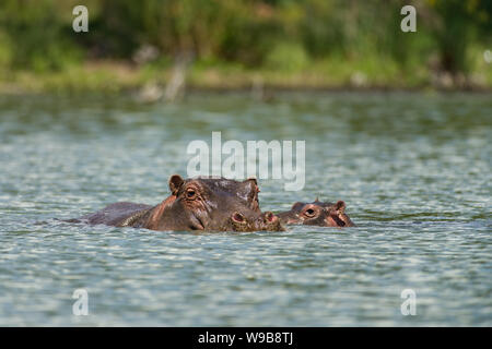 L'Afrique de l'est une mère Hippopotame (Hippopotamus amphibius) ou hippo avec bébé partiellement immergé dans l'eau, le lac Naivasha, Kenya Banque D'Images