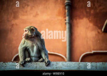 Monkey en destination de la ville rose de jaipur Banque D'Images