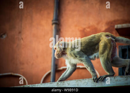 Monkey en destination de la ville rose de jaipur Banque D'Images