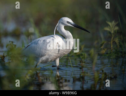 L'aigrette garzette, le Delta du Danube, Roumanie Banque D'Images