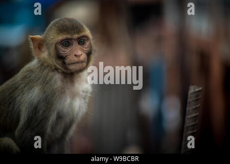 Monkey en destination de la ville rose de jaipur Banque D'Images