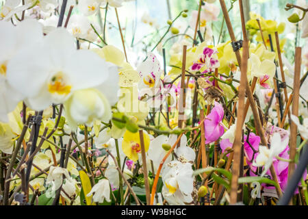 Full Frame photo montrant diverses fleurs orchidée Banque D'Images