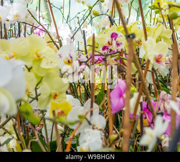 Full Frame photo montrant diverses fleurs orchidée Banque D'Images