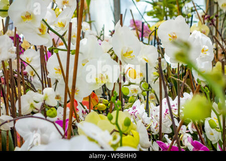 Full Frame photo montrant diverses fleurs orchidée Banque D'Images