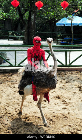 Un travailleur chinois portant le costume de Spider-man rides une autruche pendant un spectacle au parc national forestier de Fuzhou de Fuzhou City, au sud-est Chi Banque D'Images