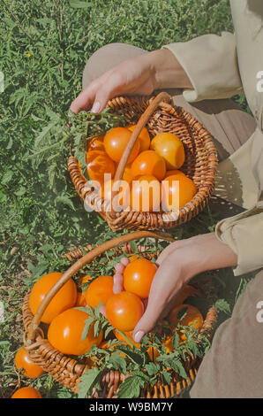 Cueillette des tomates fraîches de l'agriculteur son jardin et mettre les tomates dans le panier. Jardinier dans la récolte. Banque D'Images