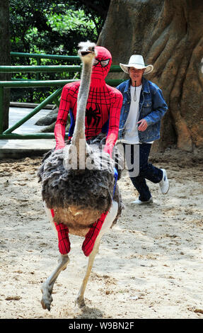 Un travailleur chinois portant le costume de Spider-man rides une autruche pendant un spectacle au parc national forestier de Fuzhou de Fuzhou City, au sud-est Chi Banque D'Images