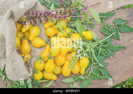 Petites tomates jaunes sur fond de bois. Image Gros plan de tomates poire jaune Banque D'Images