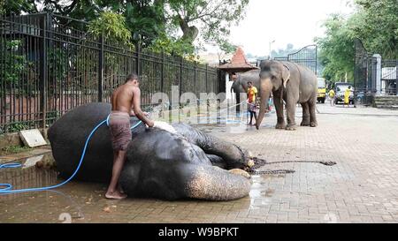 Colombo, Sri Lanka. Août 13, 2019. Cornacs éléphants se baignent en avant de l'Esala Perahera festival à Kandy, Sri Lanka, le 13 août 2019. Le festival présente des danseurs de Kandy, aménagés, incendie des musiciens traditionnels, les artistes interprètes ou exécutants et incendie acrobatique des éléphants. Ajith Perera/crédit : Crédit : Xinhua Xinhua/Alamy Live News Banque D'Images