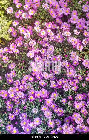 Aster alpine violet. Plante de jardin décoratif avec Aster alpinus fleurs Banque D'Images