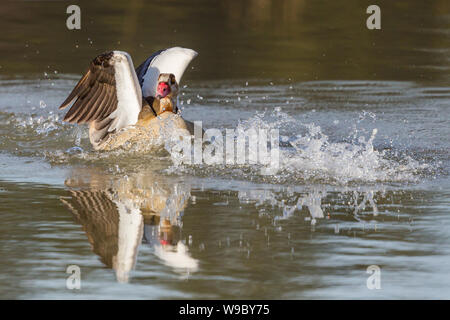 Un nil goose (Alopochen aegyptiaca) éclaboussures et mis en miroir sur surface de l'eau Banque D'Images