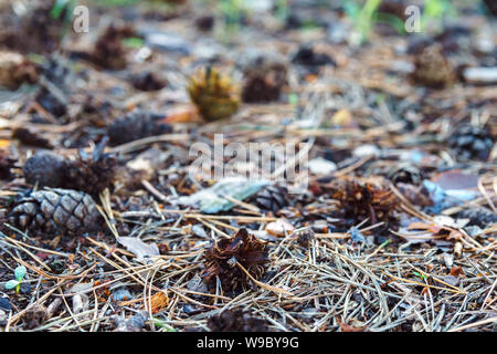 Tombé des aiguilles sèches couvrant la masse. Automne en forêt subtropicale. Weald écologie. Banque D'Images