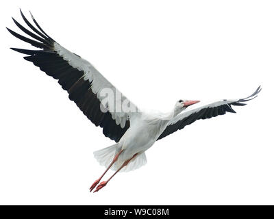 Stork vol isolé sur fond blanc Banque D'Images