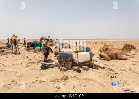 Caravane de chameaux en attente de loin l'homme et de l'exploitation minière des briques de sel (béton) dans outils primitifs au désert de sel dans la dépression Danakil. Banque D'Images