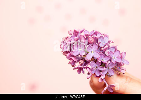 Bouquet de fleurs lilas de printemps dans la main de femme isolé sur fond rose. Banque D'Images