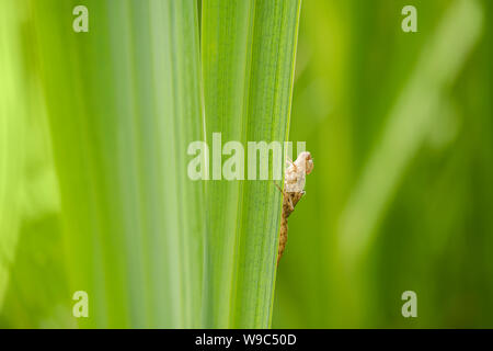 Exuvie de libellule sur une feuille d'Iris dans un étang de jardin au Pays de Galles. Banque D'Images