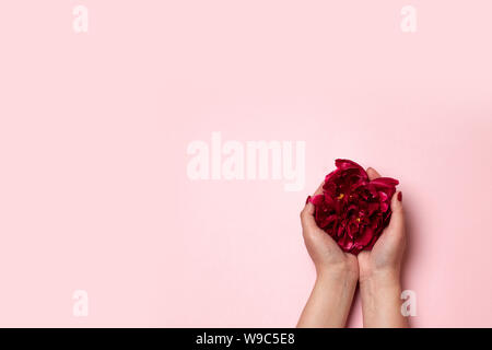 La fécondation in vitro, FIV concept macro. Woman hold peony fleur sur fond rose. Mise à plat, vue du dessus. Banque D'Images